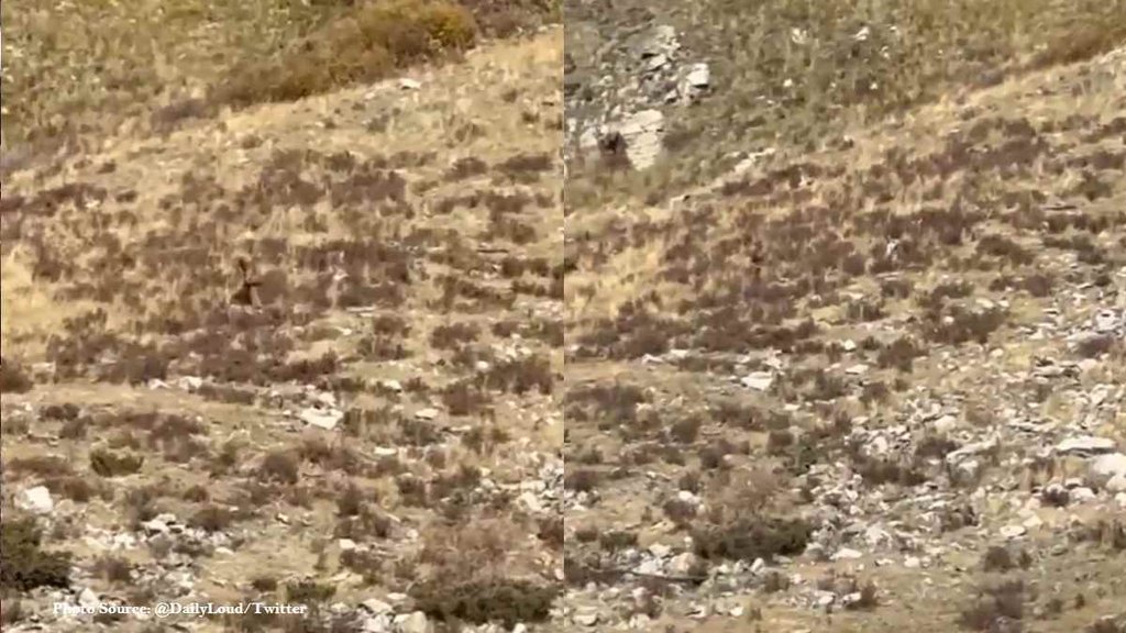 Bigfoot sighting, Colorado couple, Shannon Parker