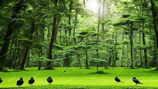 Birds | forest