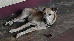 Dog II Dog Owner II Viral Facebook Post