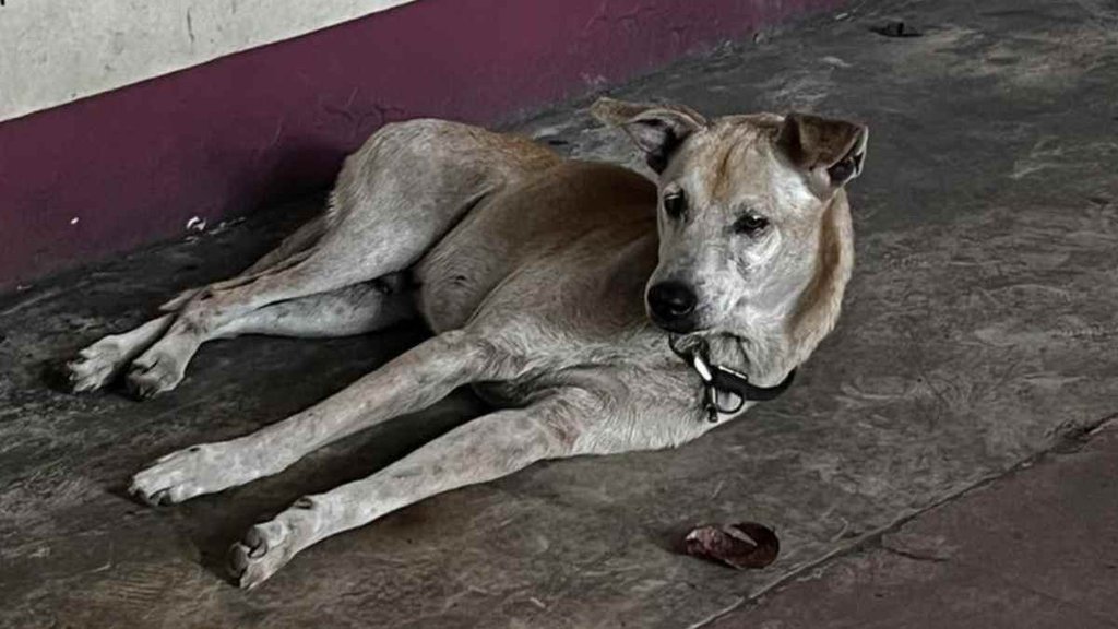 Dog II Dog Owner II Viral Facebook Post
