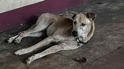 मर चुके मालिक का अस्पताल के बाहर इंतजार करता रहा कुत्ता, साल भर कहीं नहीं गया; ऐसे मिली नई जिंदगी