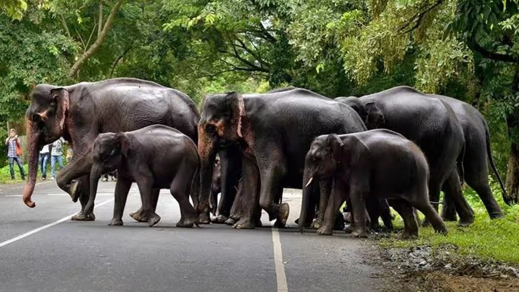 Elephant| forest