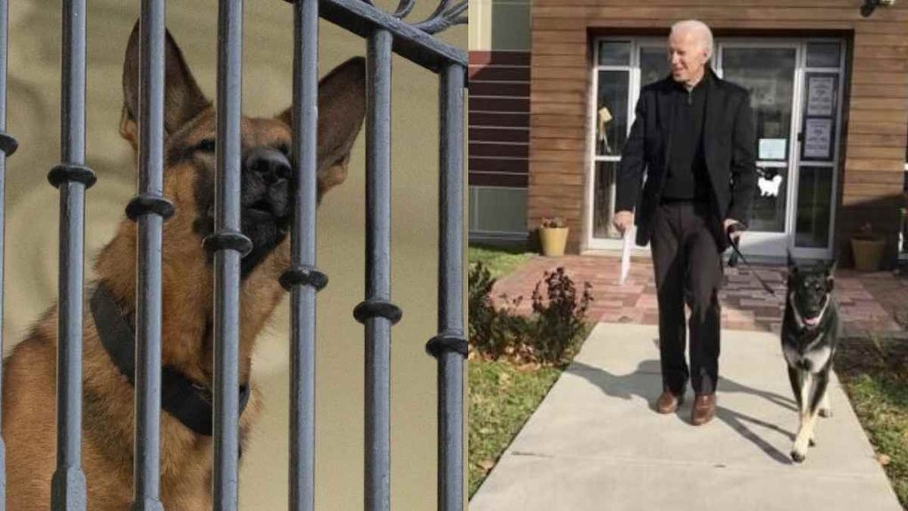 Joe Biden II White House II Dog