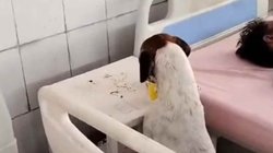 यूपी: अस्पताल में घुसकर कुत्ता खा गया मरीज का खाना, सोशल मीडिया यूजर्स ने सरकार पर ऐसे कसा तंज