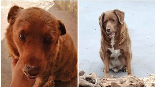 Oldest Dog Died at 31