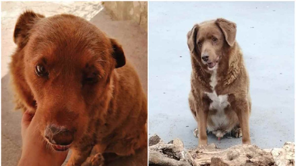 Oldest Dog Died at 31