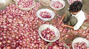 Onion | Onion Price Hiked | Onion Prices in india
