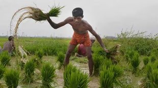 Paddy farmer| MSP| chhattisgarh