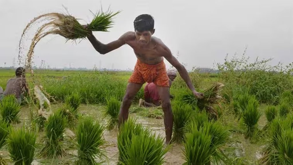 Paddy farmer| MSP| chhattisgarh