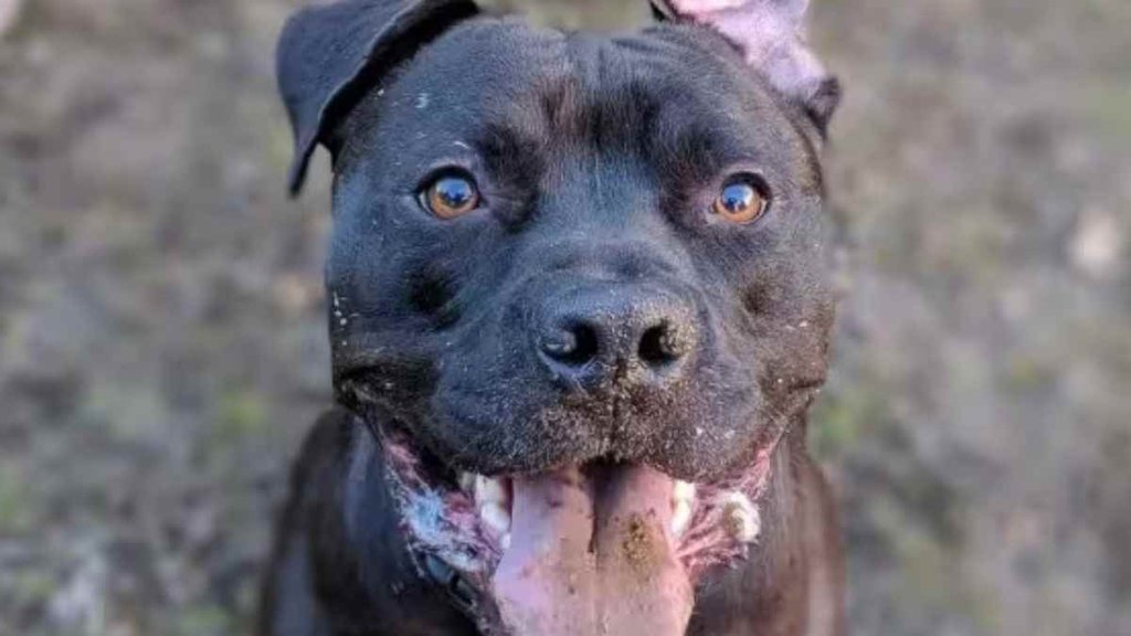 Pitbull II viral video II Noida