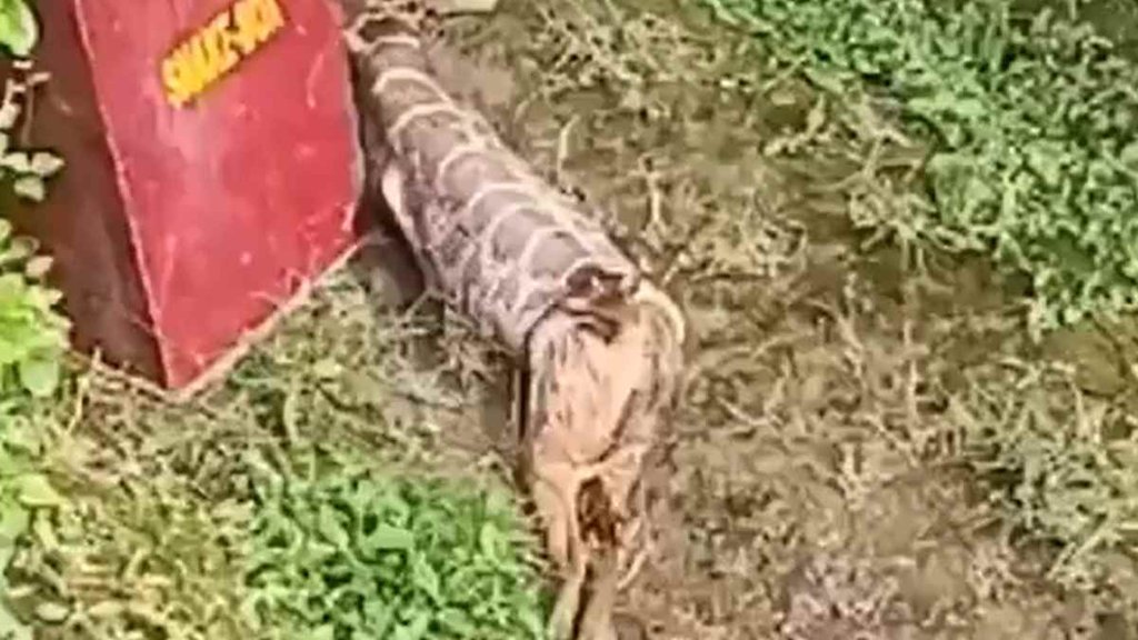 Python II Madhya Pradesh II Sagar