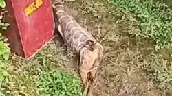 रास्ते के किनारे शिकार निगल कर बैठा था अजगर, पेट से निकला ये जानवर