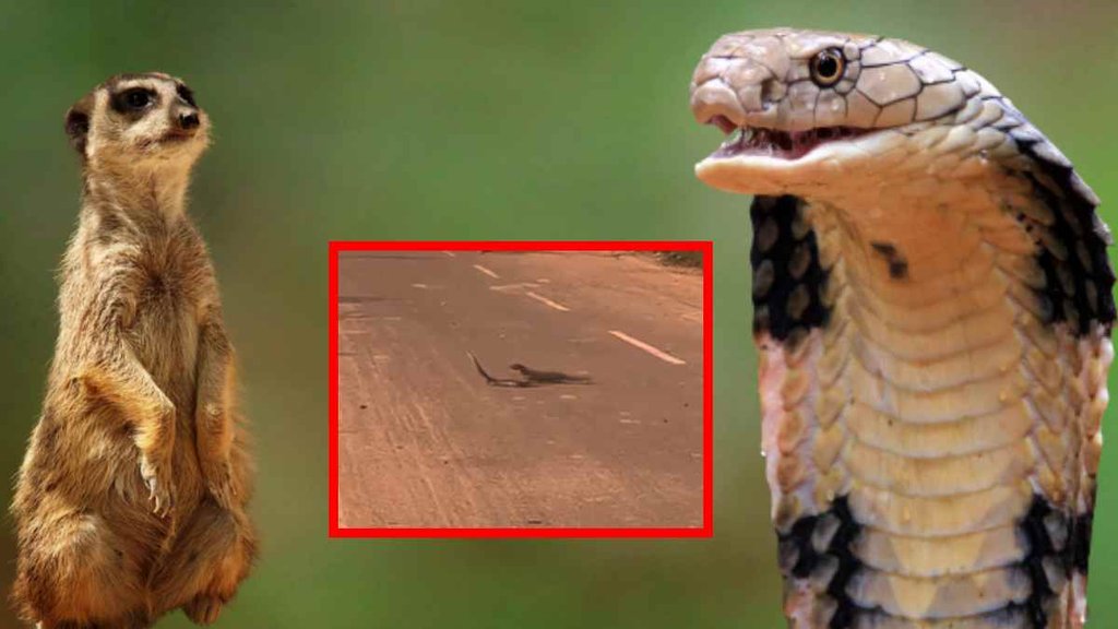 Snake and mongoose Fight Snake and mongoose Fight