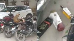 पुलिस आयुक्त कार्यालय परिसर में घुसा बंदर, खोलने लगा शराब की बोतल; देखिए वीडियो
