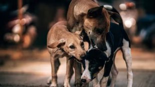 Stray Dogs Fight, Dogs Biting