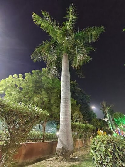 Vivo V29 5G Night photography