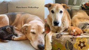 WeRateDogs II News II viral