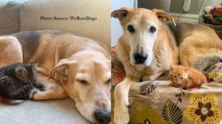 खुद मरते-मरते बचा था, अब 150 से अधिक बिल्ली के बच्चों को दे चुका है जिंदगी; गजब है इस कुत्ते की कहानी