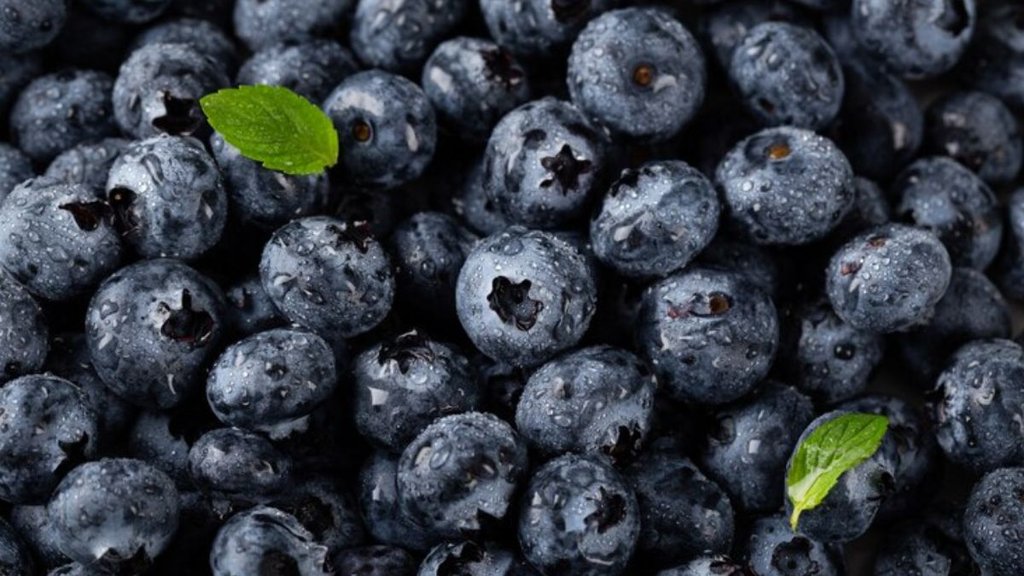 blueberries nutrition levels, blueberries health benefits, blueberries diabetes,ब्लू बेरी के सेहत के लिए फायदे,ब्लू बेरी का सेवन क्या डायबिटीज के मरीज कर सकते हैं,