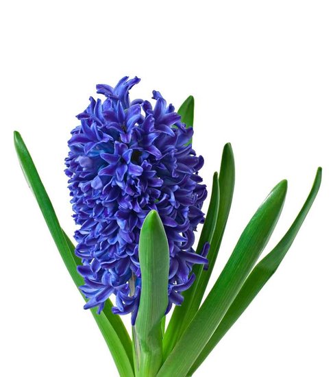 water hyacinth