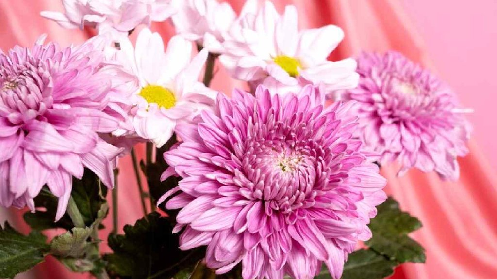 Vastu tips, Chrysanthemum Plant, crassula plant, money plant,