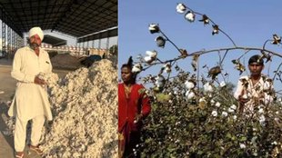 cotton belt | rajasthan assembly elections |bjp | congress |