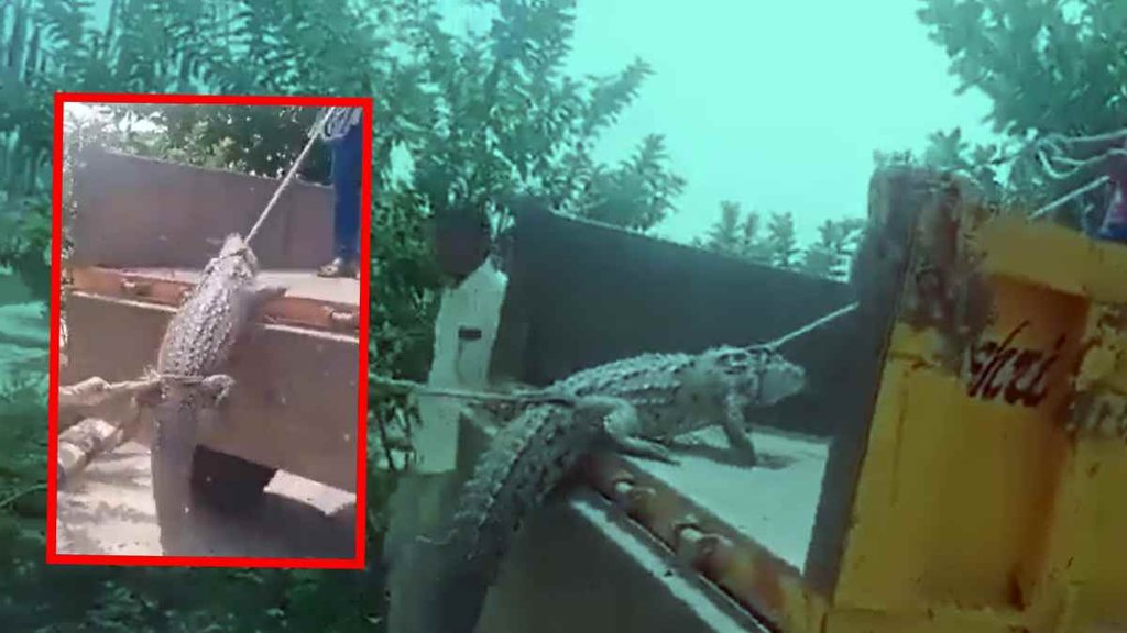 karnataka farmer crocodile