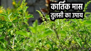 Kartik maas 2023, kartik month 2023 date, tulsi deepak, sukhi tulsi ka deepak,