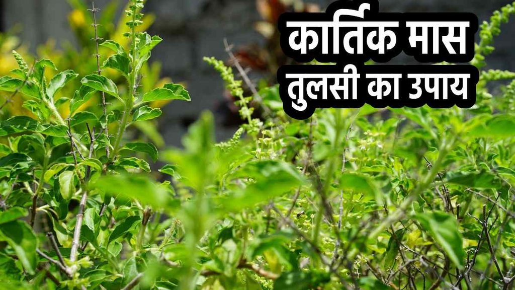 Kartik maas 2023, kartik month 2023 date, tulsi deepak, sukhi tulsi ka deepak,