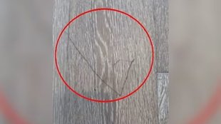 landlord 52000 rupees fine