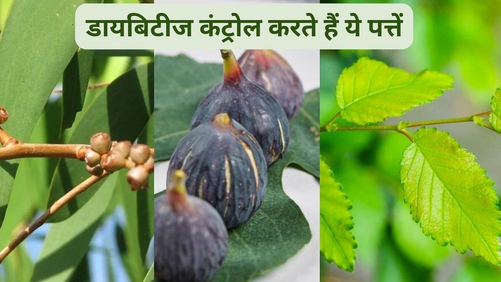 leaves control diabetes, fig leaves reduce blood sugar, fig leaves for diabetes, अंजीर के पत्ते से डायबिटीज कंट्रोल