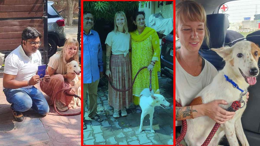 varanasi Dog going to netherlands