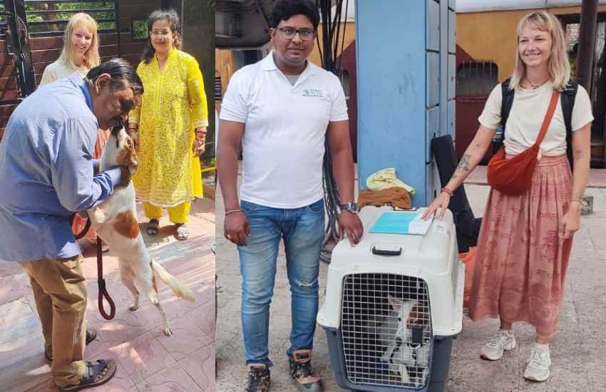 varanasi Dog going to netherlands (2)