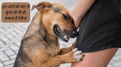 शरीर के इन अंगों को चाट ले कुत्ता तो भी हो सकता है रेबीज, बढ़ जाएगा मौत का खतरा, जानें क्या है बचाव का तरीका