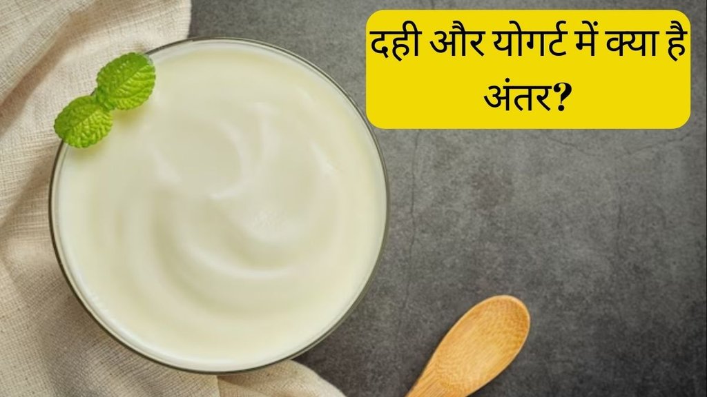 Curd vs Yogurt । difference between curd and yogurt । what is yogurt