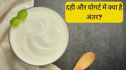 Curd vs Yogurt: दही और योगर्ट में क्या है अंतर? जानिए आपकी सेहत के लिए किसका सेवन है ज्यादा फायदेमंद