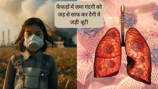 Lungs Cancer । Ayurvedic herb to clean lungs । Air Pollution