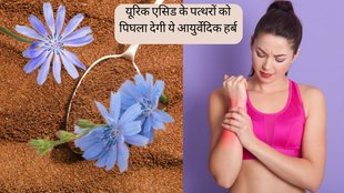 Uric Acid । Uric Acid Treatment । Chicory for Uric Acid