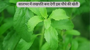 Stevia । Stevia Plant । Diabetes । Cancer