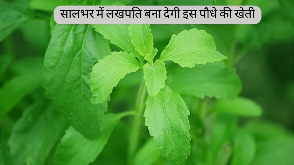 Stevia । Stevia Plant । Diabetes । Cancer