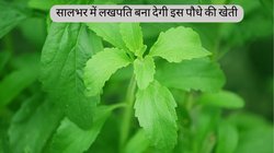सालभर में लखपति बना देगी इस पौधे की खेती, कैंसर और डायबिटीज जैसी गंभीर बीमारियों में मददगार, जानें कैसे करनी है शुरुआत