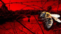 मधुमक्खियां बॉर्डर पर बनेंगी सिपाही! घुसपैठियों को रोकने में करेंगी BSF की मदद