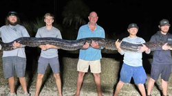 पांच पुरुषों ने पकड़ा 17 फीट लंबा पाइथन, लोग बोले- ऐसा तो फिल्मों में ही देखा था