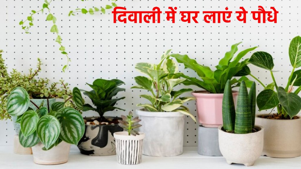 diwali,lakshmi,lakshmi puja,india,desi,Diwali 2023, Vastu tips, vastu upay, vastu tips for tree, vastu tips for money,