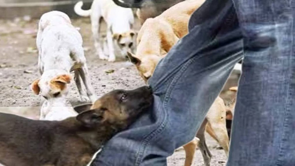Dog Bites, Chennai, Rabies |