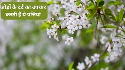 किसी भी तरह के दर्द का इलाज करती हैं ये जादुई पत्तियां, 3 लीव्स का करें सेवन, पेट में जमा गंदगी भी हो जाएगी साफ