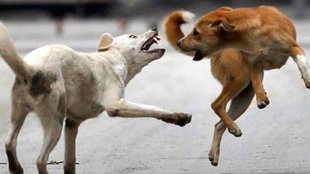 DOg bite | Punjab | Haryana