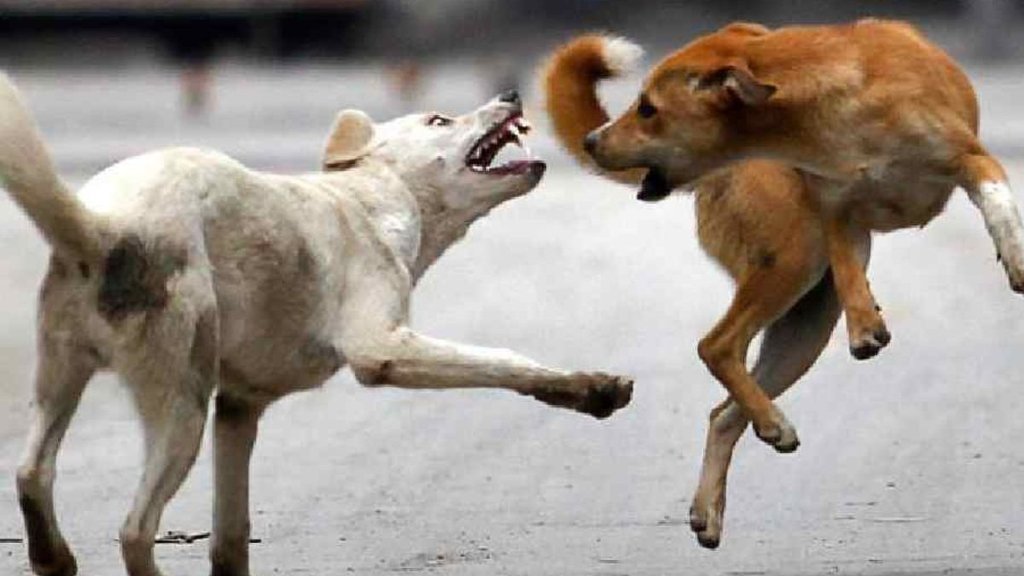 DOg bite | Punjab | Haryana