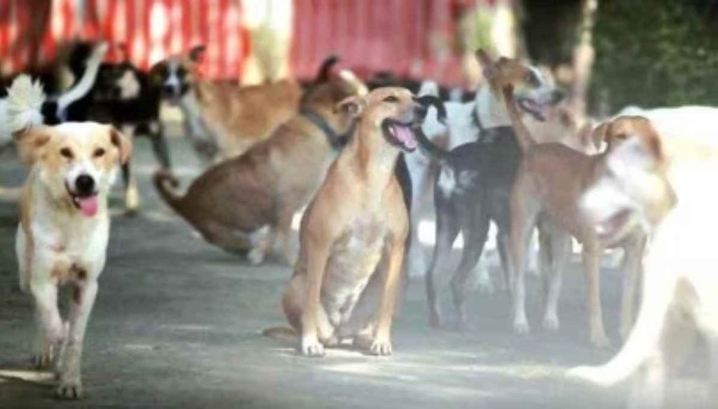 dog bite