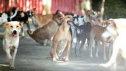 पिता के साथ सो रहे बच्चे को उठा ले गए आवारा कुत्ते, नोंचकर मार डाला फिर खा गए मांस
